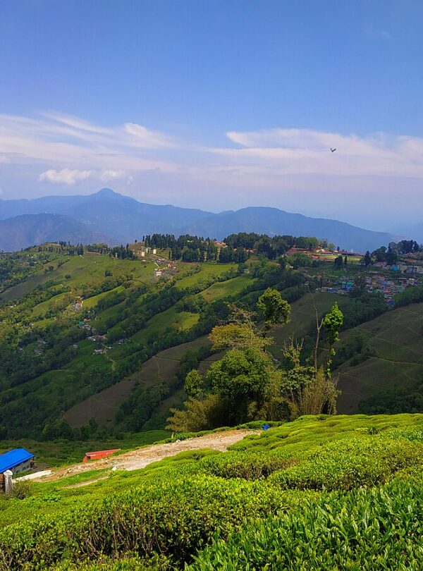 Tea_Estate,_Darjeeling